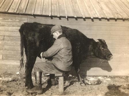 Will Hawkins milking Old Crumples / date unknown - estimated prior to 1920