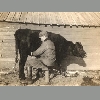 Will Hawkins milking Old Crumples / date unknown - estimated prior to 1920